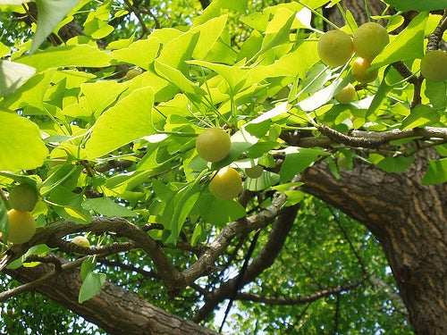 El árbol de Ginkgo biloba vive más de 1.000 años... ¿Por qué?