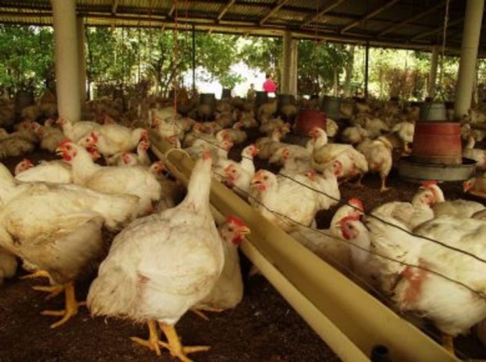 Paralizada 90% de la producción avícola por costos de insumos