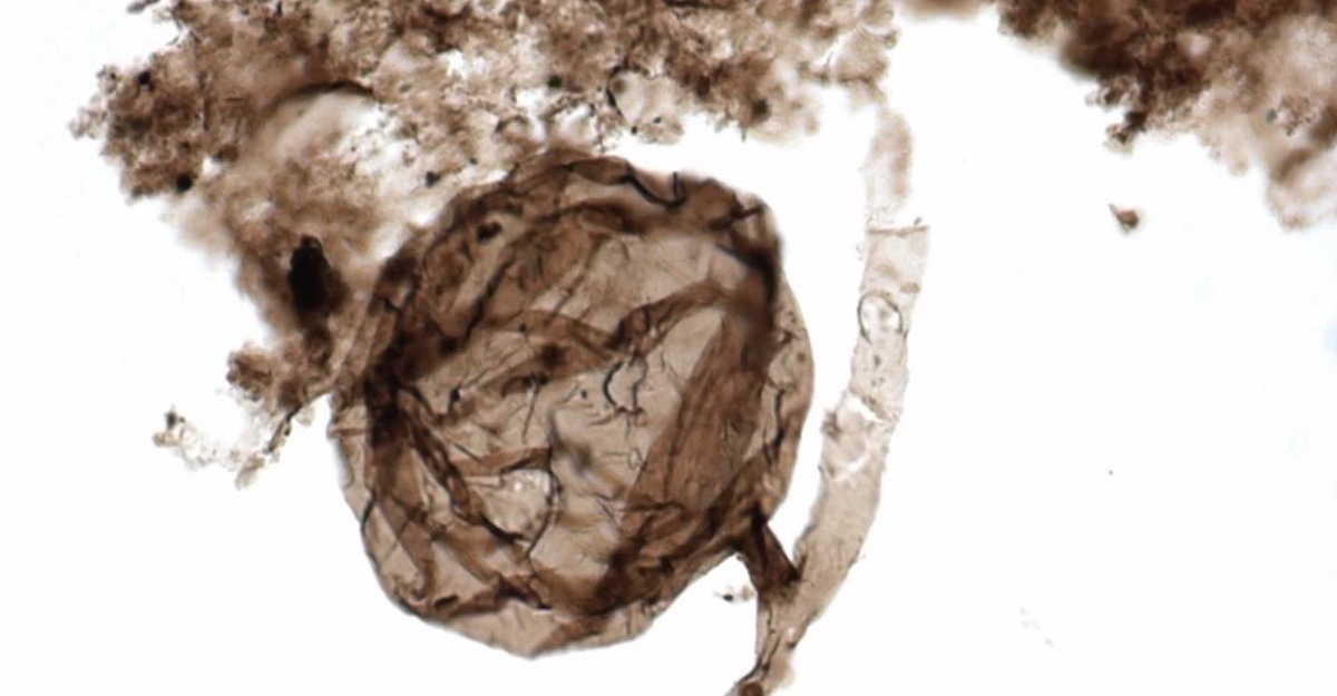 Investigadores encuentran el fósil de hongos más antiguo del mundo