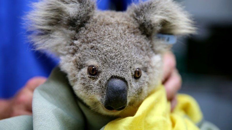 Millones de animales han resultado afectados por incendios en Australia