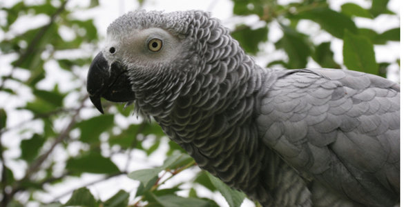 Reino animal: los loros grises ayudan a otros loros si lo necesitan
