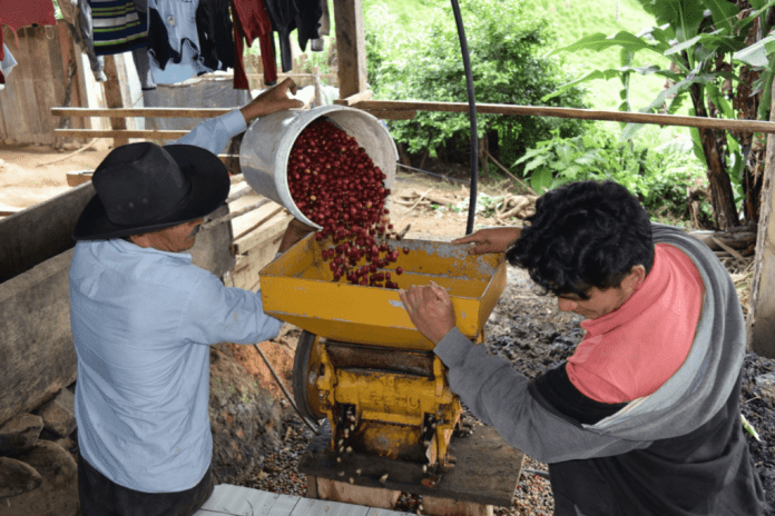 Fedeagro advierte que la producción de café cayó 50% en 2019
