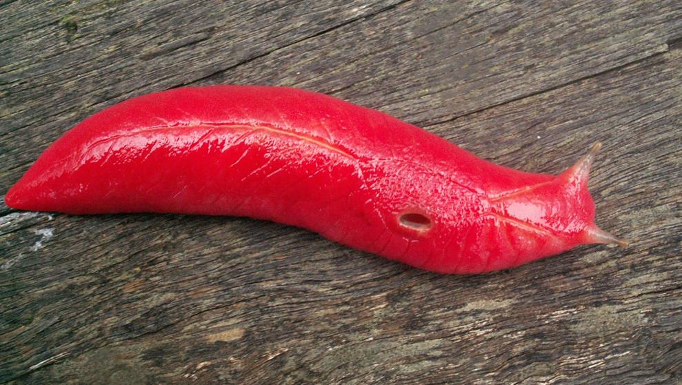 Rareza: La babosa rosa fluorescente se salvó de los incendios en Australia