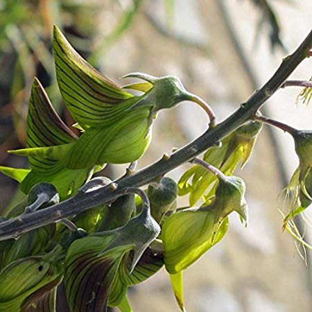 Naturaleza: Existe una planta cuyas flores son parecidas al colibrí