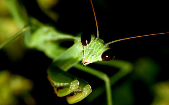 Vatex Fénix: Nueva especie de mantis religiosa es hallada en Brasil