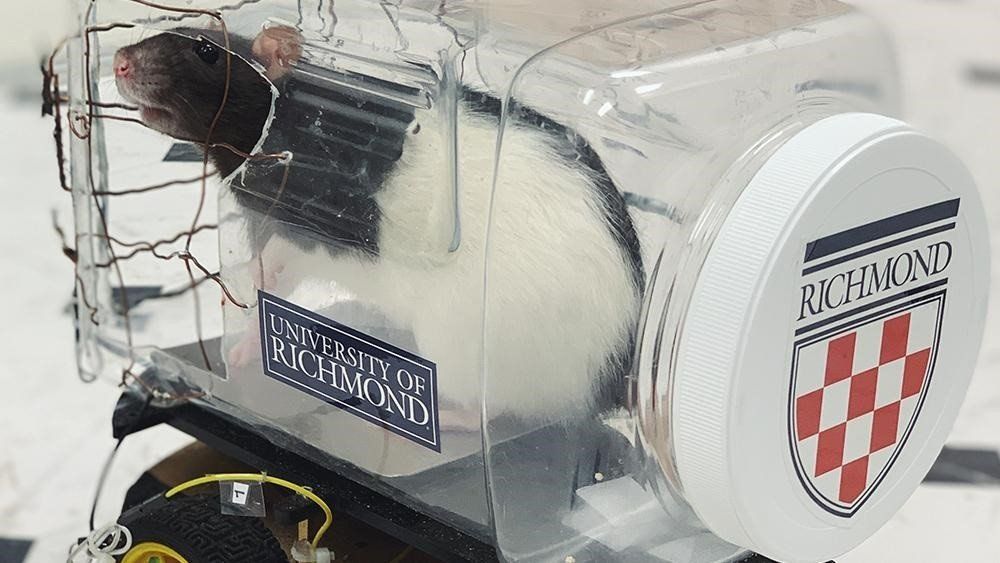 Salud: Las ratas aprenden a manejar y reducen sus niveles de "Estrés"