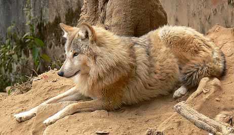 En las alturas del Himalaya vive un lobo que soporta condiciones extremas
