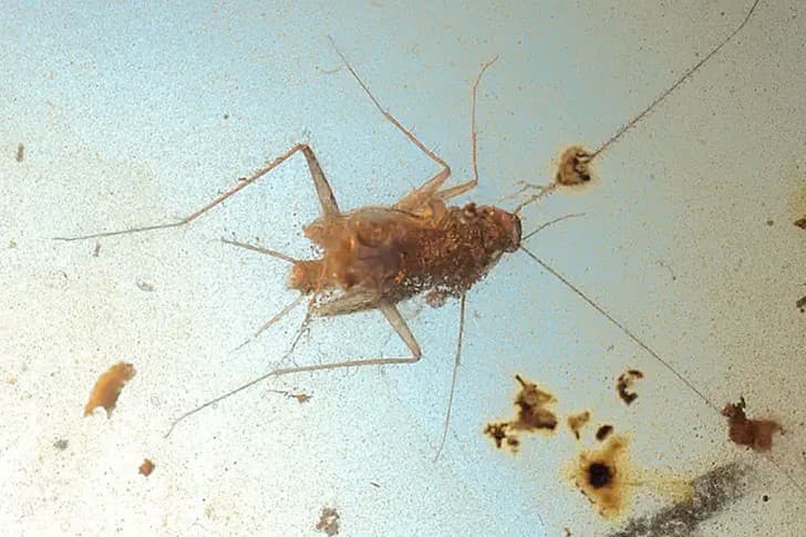 Hallan una cucaracha intacta preservada en ámbar de 99 millones de años