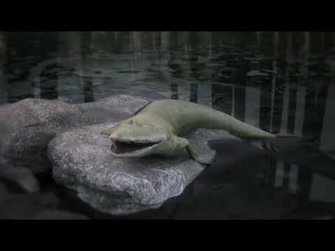 El origen de la mano humana es revelado por un antiguo pez tetrápodo