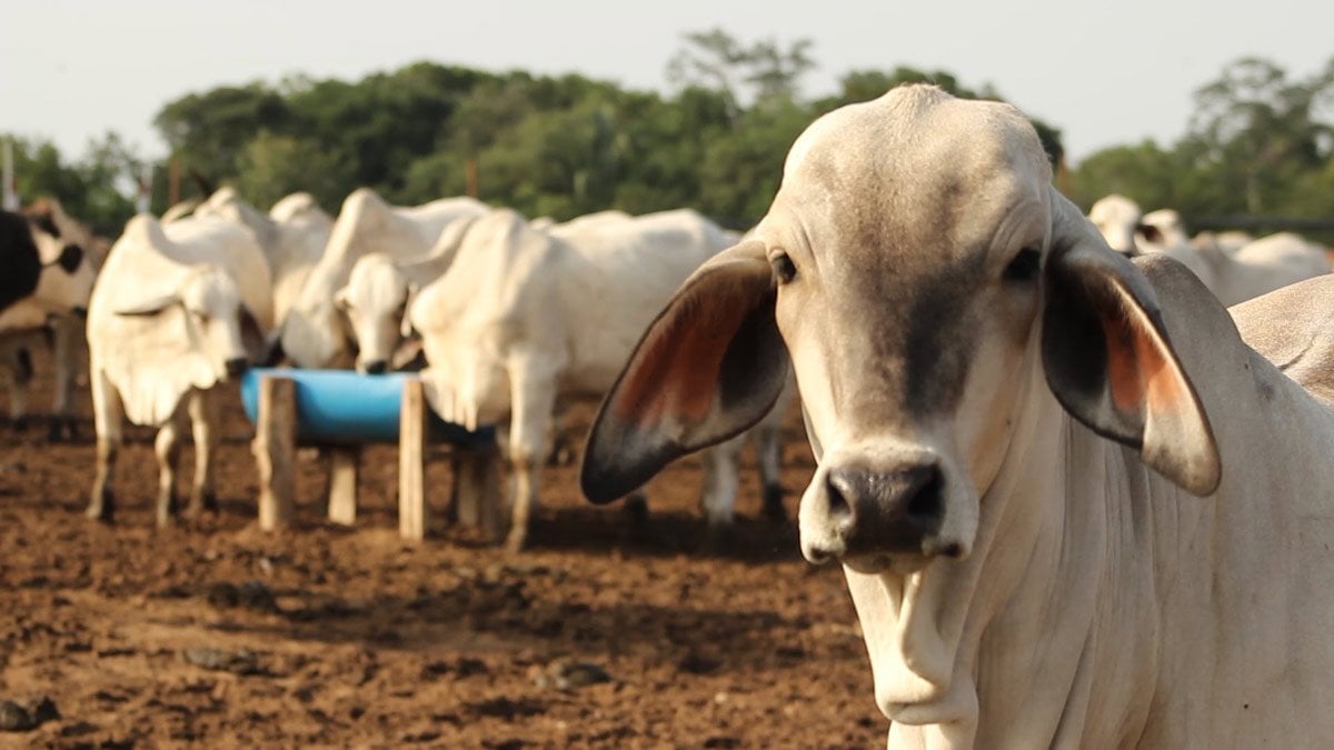 todos los dias necesitas de un productor agropecuario