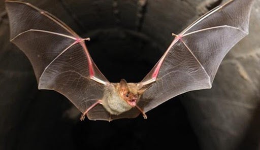 Existen cuatro especies de murciélago ligadas al anfitrión del covid-19