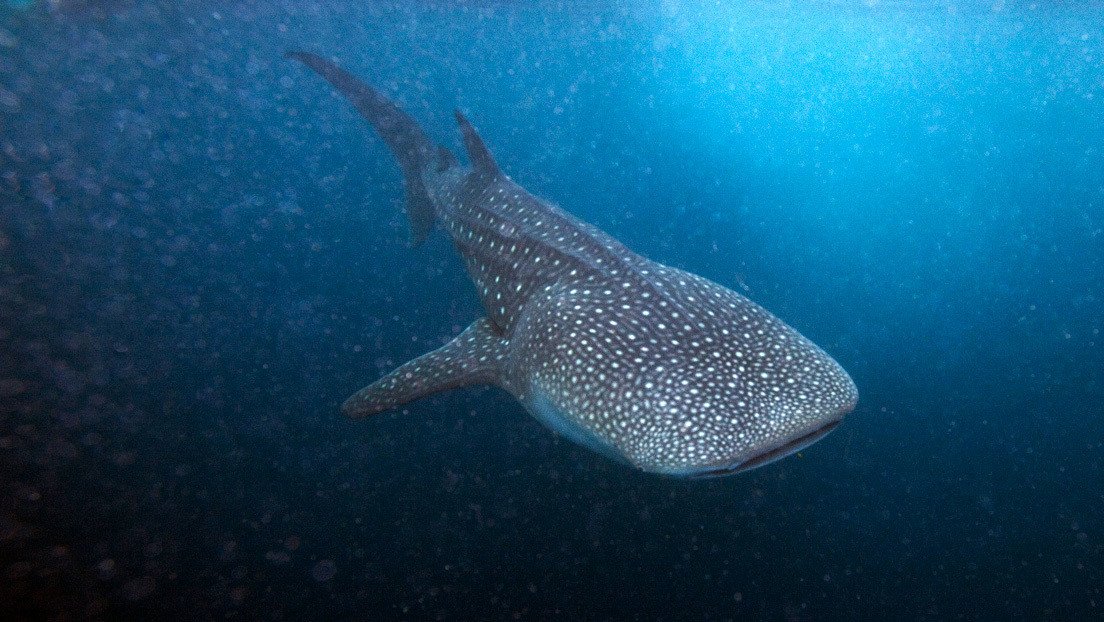 Las bombas nucleares y la verdadera edad de los tiburones ballena