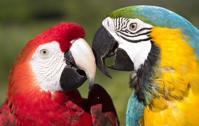 22 de mayo, Día Internacional de la Diversidad Biológica
