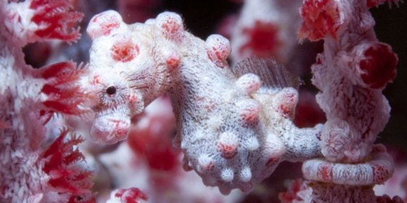 Conoce los caballitos de mar pigmeos y el increíble camuflaje que utilizan