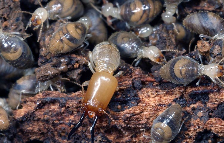 Conoce a tus enermigos: Qué son las termitas y como eliminarlas