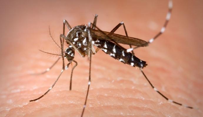 Comienza la temporada de lucha contra el mosquito tigre y sus ataques