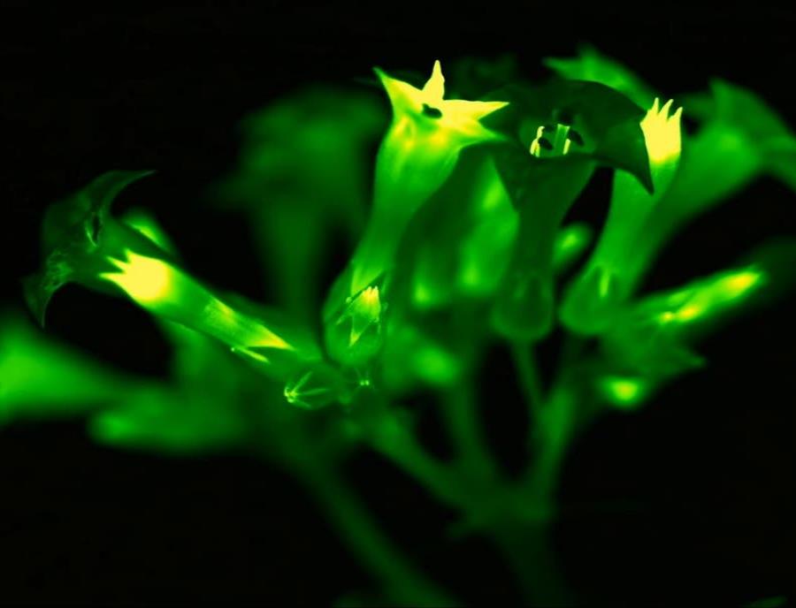 Bioluminiscencia: Científicos logran crear plantas que brillan