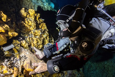 México: Descubren dos nuevas especies animales en Quintana Roo