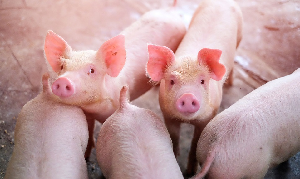 China: Descubren una nueva cepa de la gripe con «potencial pandémico»