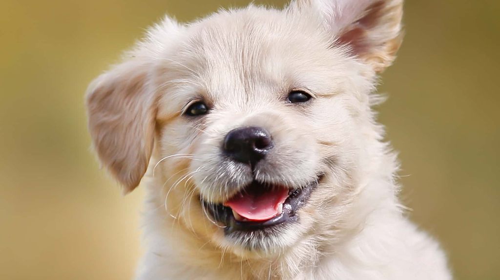 Día Mundial del Perro