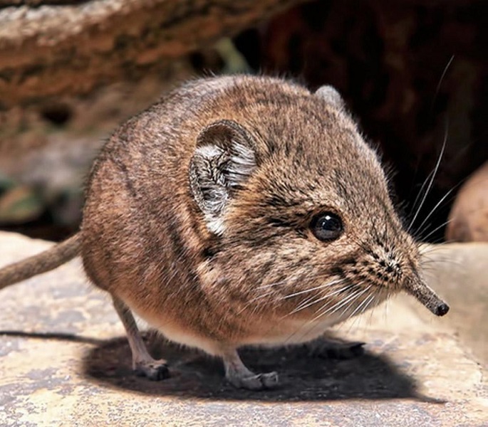 Reaparece la musaraña elefante, un animal dado por extinto hace 50 años