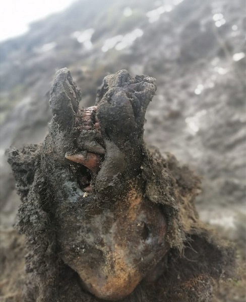 Encuentran un oso de la "Edad de Hielo" completamente conservado