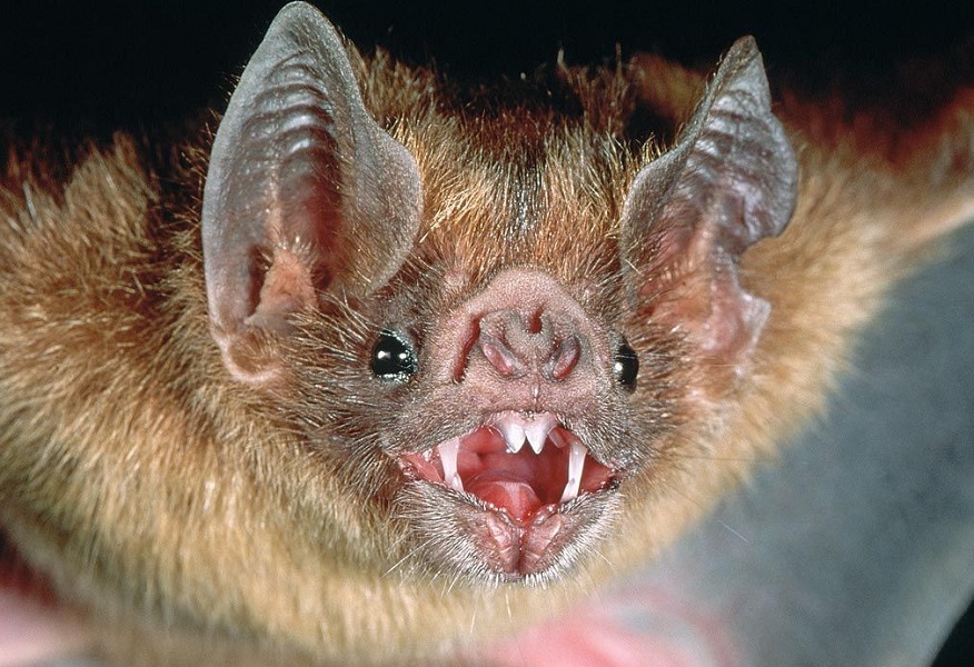 Ciencia: El fósil de murciélago más antiguo del mundo está en Venezuela