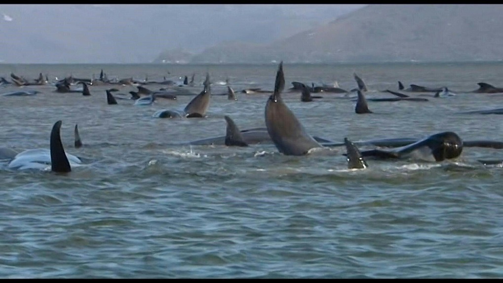 Casi 400 ballenas piloto mueren al quedar varadas en costas Australianas