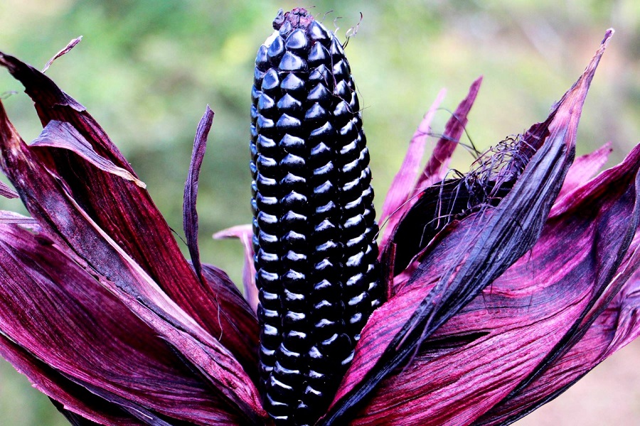 Nutrición: El maíz morado aporta muchos beneficios a los seres humanos