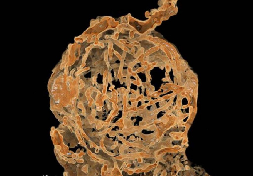 Birmania: Hallan espermatozoides gigantes de hace cien millones de años