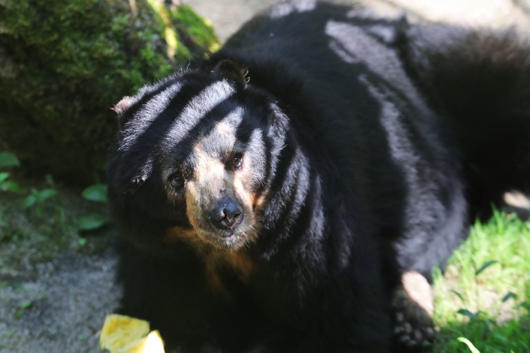 oso