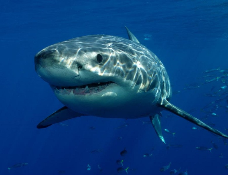 Covid-19: Tiburones podrían ser sacrificados en el desarrollo de la vacuna