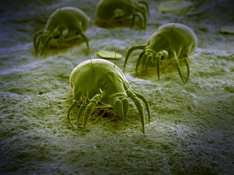 Vida: Los ácaros desaparecen aceleradamente y eso preocupa a la ciencia