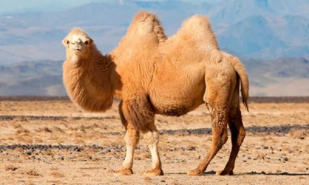 Fauna: Algunos mitos y sorprendentes curiosidades sobre el reino animal