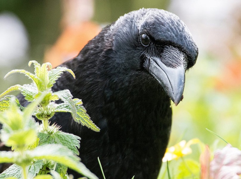 Científicos descubren procesos conscientes en el cerebro de los cuervos