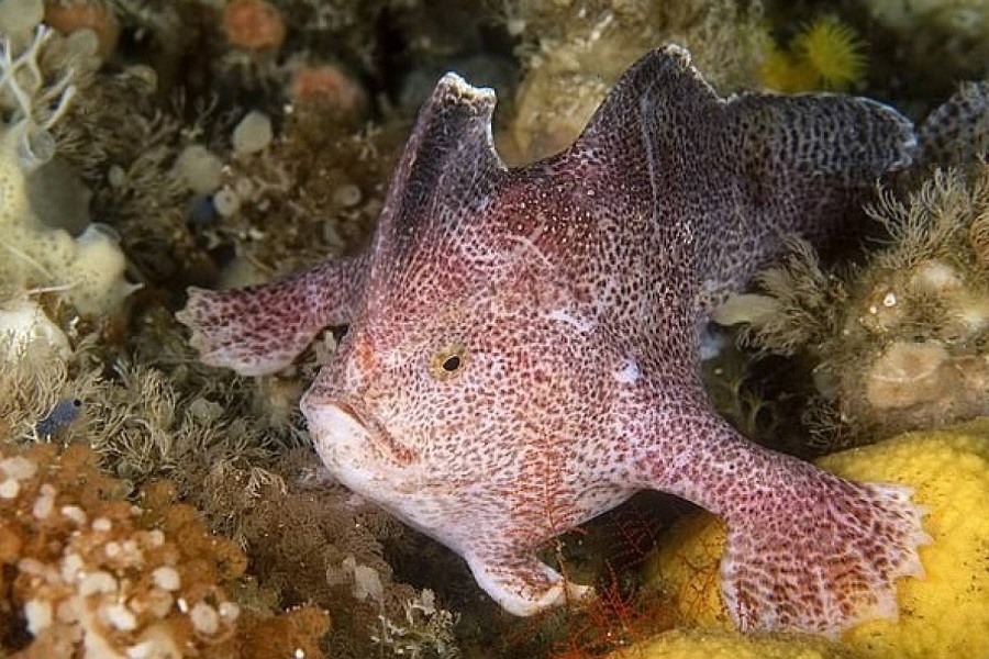 El pez Mano Liso no se ha visto "caminar en el fondo" desde 1802