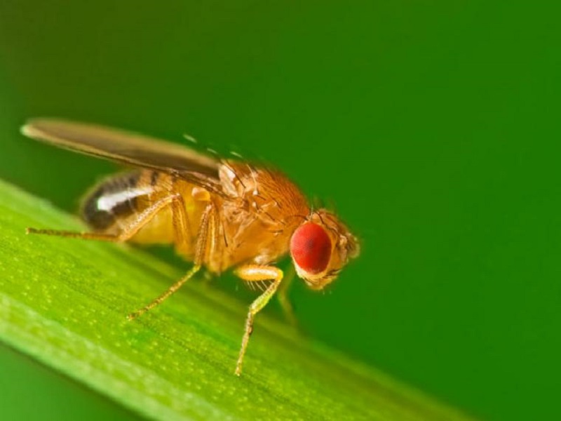 Revelan los secretos en la visión de la mosca de la fruta para poder volar