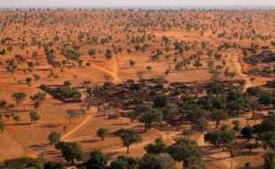 Hallazgo: El desierto del Sahara ocultaba millones de árboles en su interior