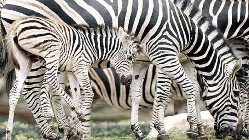 Fauna: Conoce el nuevo descubrimiento sobre las rayas de los animales