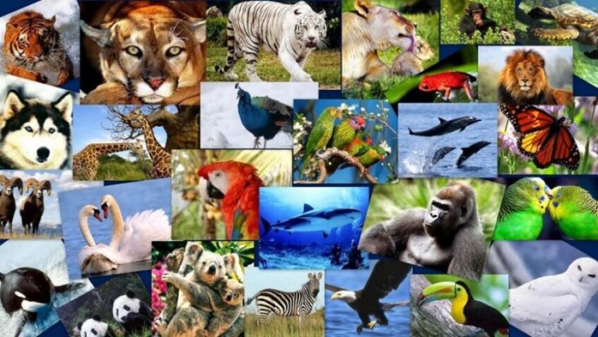 4 de octubre, Día Mundial de los Animales