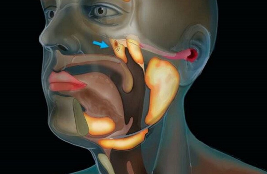 Investigadores explican que estas glándulas podrían tener una función de humectación y lubricación de la parte superior de la garganta