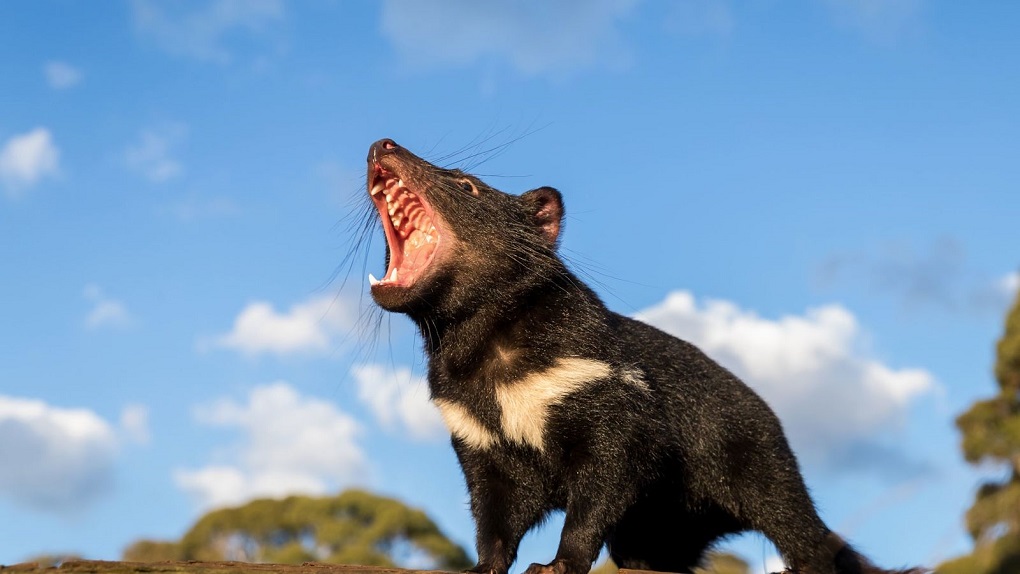 El demonio de Tasmania vuelve a Australia continental luego de 3000 años