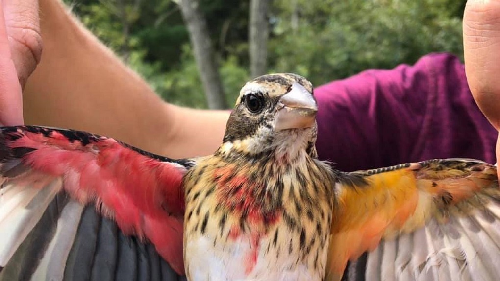 Aves: Encuentran un picogrueso pechirrosa mitad macho y mitad hembra