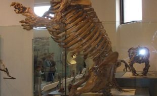 Ingeniería genética: cinco especies extintas podrían ser rescatadas