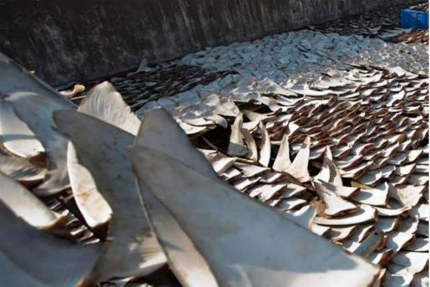 Si se regula la caza en los litorales, baja el comercio de aletas de tiburón