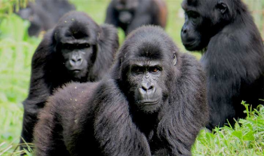 Fauna: conoce como algunas sociedades animales eligen a sus líderes