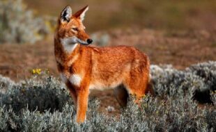 Presentamos a los lobos etíopes: de los carnívoros más raros del planeta