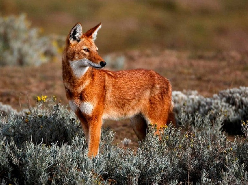 Presentamos a los lobos etíopes: de los carnívoros más raros del planeta