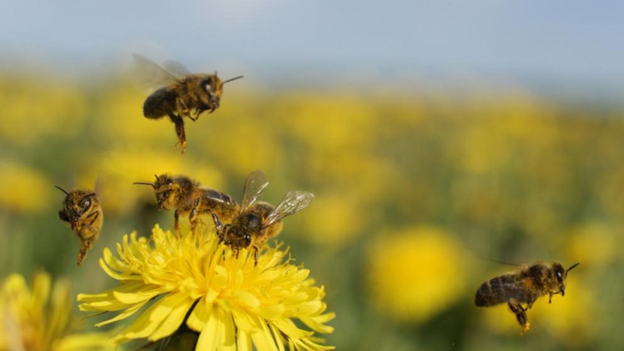 Crean el primer mapa global de las especies de abejas para salvarlas