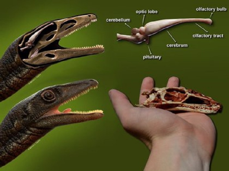 Reconstruyen el pequeño cerebro de uno de los dinosaurios más antiguos